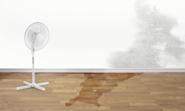 Best Basement water damage restoration  in Holly Hill, SC