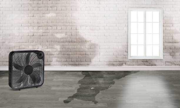 Best Carpet water damage restoration  in Holly Hill, SC