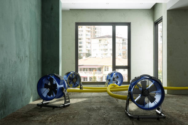 Best Local water damage restoration  in Holly Hill, SC